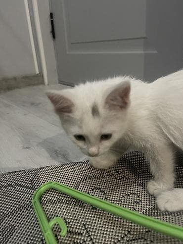 Иттер: Мышык бекер берилет: Ангор, 3 айлык, Ургаачы, Лотокко барууга үйрөтүлгөн — 1