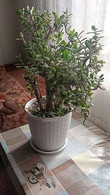 денежные дерево: Толстянка (Crassula ovata, денежное дерево) в декоративном кашпо. - — 3
