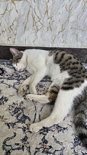 мышыктар: Отдаем этого красавца в дорые руки. Мальчик очень ласковый, и ему — 3