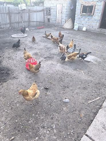 кошка домашний: Продаю | Куры | Домашняя | Несушки — 1