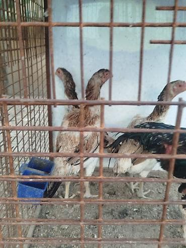 кажи сай: Продаю | Куры — 6
