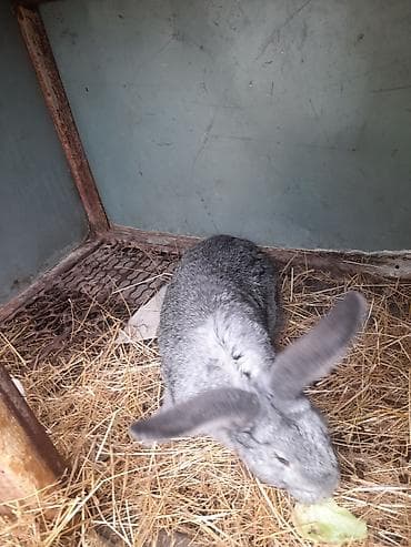 Продаю | Крольчиха (самка) | Серый великан | Для разведения — 3