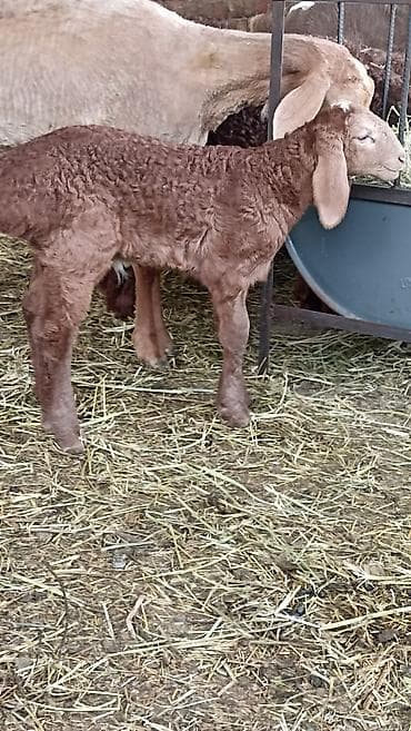 где купить черепаху: Продаю | Овца (самка) | Для разведения | Матка — 2