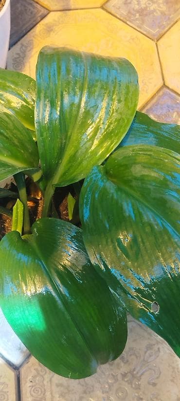 Молочай Миля (Euphorbia milii) в горшке - Компактный куст с — 10