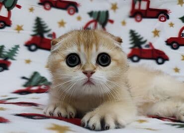 Мышыктар: Скотиш Фолд (Шотландиялык шалпаң кулак), 3 айлык, Ургаачы, Алтын шиншилла — 3