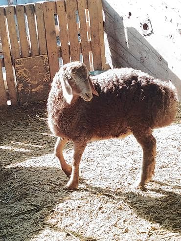 жугору басы: Сатам | Козу, Кочкор (эркек) | Гиссар, Арашан | Көбөйтүү үчүн | Асыл тукумдуу — 4