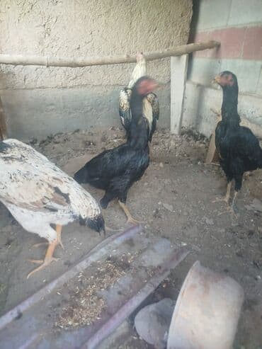 восточно европейская овчарка: Дакан кара жожо мекиштер сатылат алмашу жолдору бар адрес Заря Тынчтык — 1