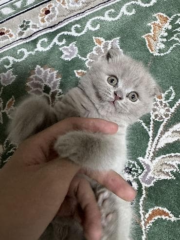бесплатный кошки: Скотиш Фолд (Шотландская вислоухая), 1 месяц, Мальчик, Серый — 1