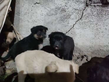 французский бульдог купить бишкек: Щенки метисы, окрас разный: черный, черно‑подпалый и кремовый. На фото — 7