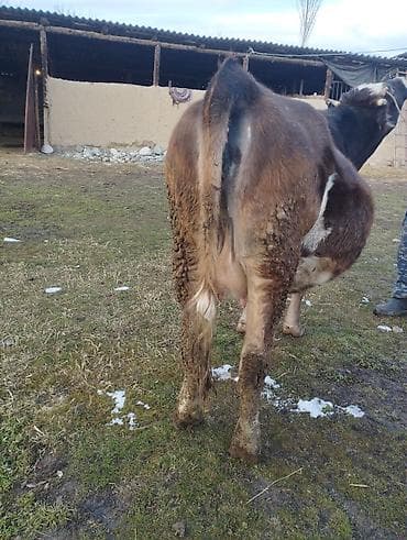 сх животные и товары: Продаю | Корова (самка) | Полукровка | Для разведения | Искусственник — 5