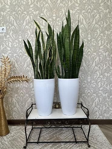 цветы комнотные: Комнатные растения в горшках Варианты из коллекции: - Фикус эластика — 5