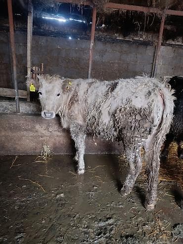 Аквариумдар: Сатам | Музоо | Аргын | Бордоп семиртүү үчүн — 1