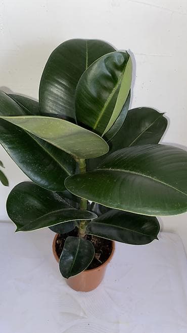 эластика: Комнатные растения в горшках: 1) Фикус эластика (Rubber Plant) - — 2