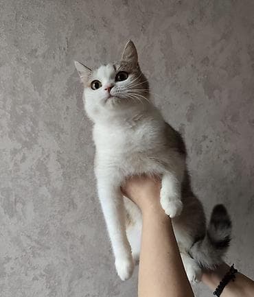 рыжие: Кошка даром: Беспородная, Девочка, Приучена к лотку — 4