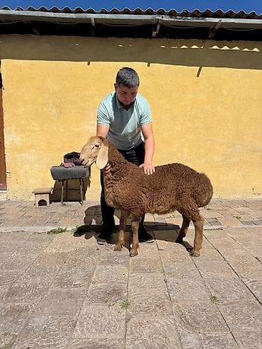 ат арзан: Продаю | Ягненок | Арашан | Для разведения | Племенные — 6