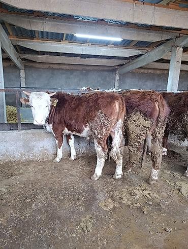 Коровы, быки: Продаю | Бык (самец) | Герефорд | На откорм | Привязанные — 1