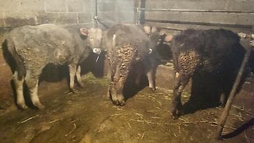 стельные карова: Продаю | Музоо, торпок | Полукровка | На откорм — 1