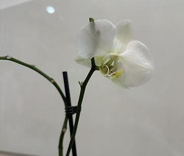 орхидея бишкек цена: Орхидеи Голландские Phalaenopsis сортовые цветущие по 800 сомов — 1