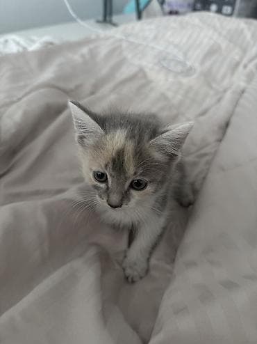 cat sofa: Беспородная, 2 месяца, Девочка, Приучена к лотку — 1