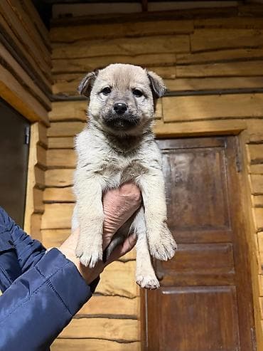 хаски щенки: Щенки от домашней собаки средних размеров. Мать метис Хаски с — 1