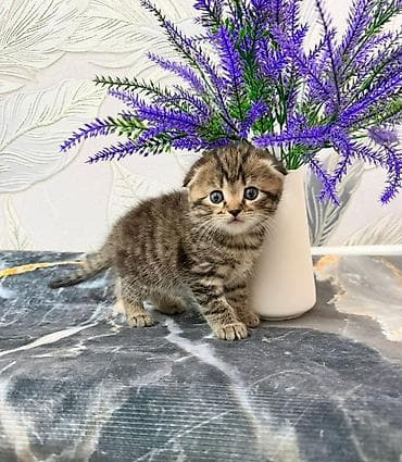 Мышыктар: Скотиш Фолд (Шотландиялык шалпаң кулак), 2 айлык, Ургаачы, Лотокко барууга үйрөтүлгөн — 7