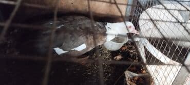 купить карликовых курей: Продаю утку 
селезень 
индаутка
мускусные утки — 3