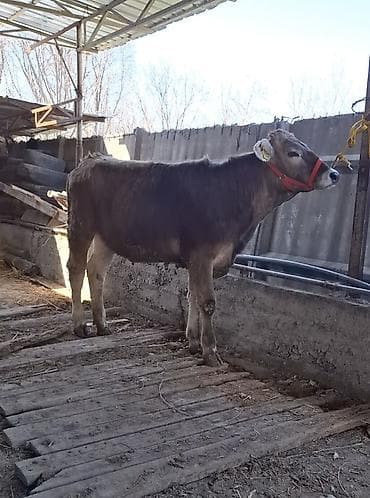 дойыный карова: Продаю | Тёлка | Швицкая | Для молока | Племенные — 2