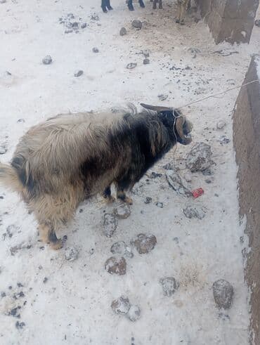 кой козу эчки: Сатам | Теке (эркек) | Көбөйтүү үчүн | Жасалма жол менен боозутуу — 1