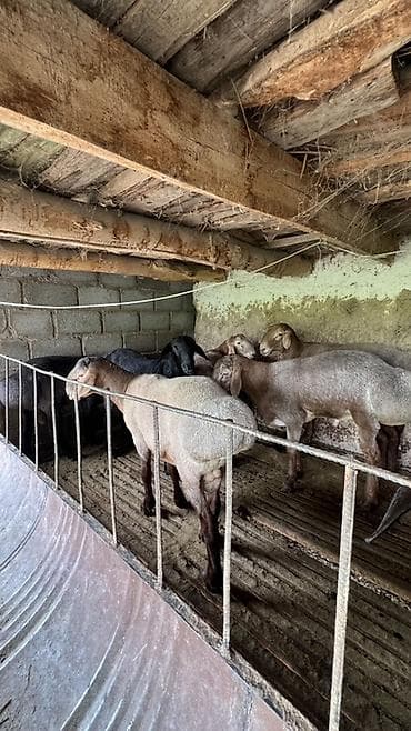 собаки рынок в бишкеке цены: Продаю | Овца (самка), Баран (самец) | На забой, Для разведения | Племенные — 2