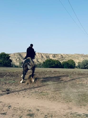 собака доберман сколько стоит: Продаю | Жеребец | Конный спорт — 5