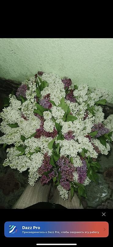 гвоздика цена бишкек: Шикарные БУКЕТЫ сиреней Ветка 100-150 сом Пишите на ВАЦАП Подберем — 5