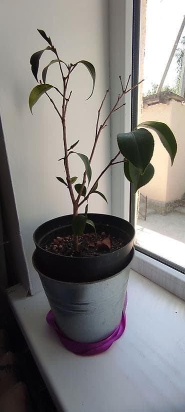 Камелия в горшке (Camellia japonica), сорт с махровыми