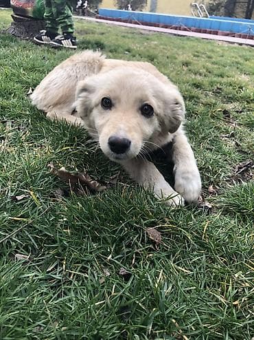 мопс собака: 6 месяцев, Самка — 4