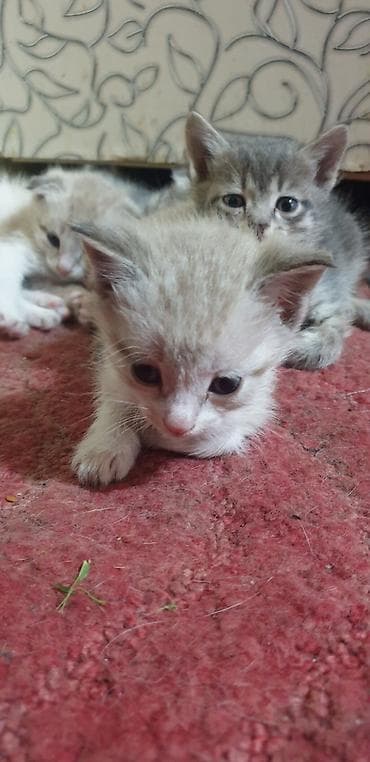 Животные: Котята, домашний помёт. 5 шт одна штука 200сом Описание: - Милые — 1