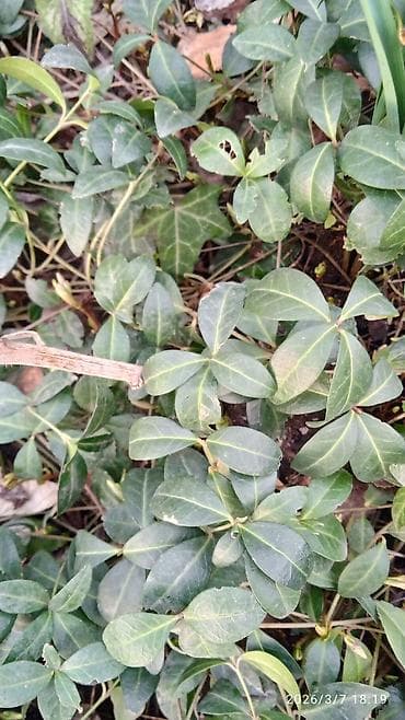 летс го крышка: Почвопокровные декоративные растения для сада цена договорная 50-100 — 3