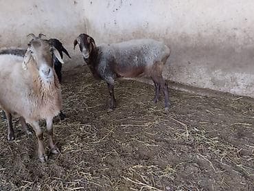 гнездо для кур: Продаю | Овца (самка) | Для разведения | Матка — 1