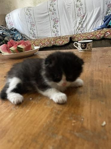 кошка ориентал: Котята с вислыми ушками, домашние. Окрас разный: - черно-белые — 8