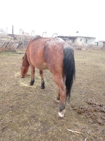 Грызуны: Продаю | Кобыла (самка) | Рабочий — 1
