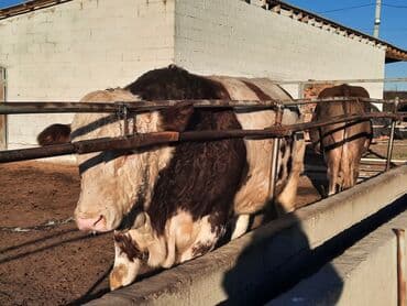 отдам в добрые руки собаку: Продаю | Бык (самец) | Симментальская | Для разведения | Племенные — 14