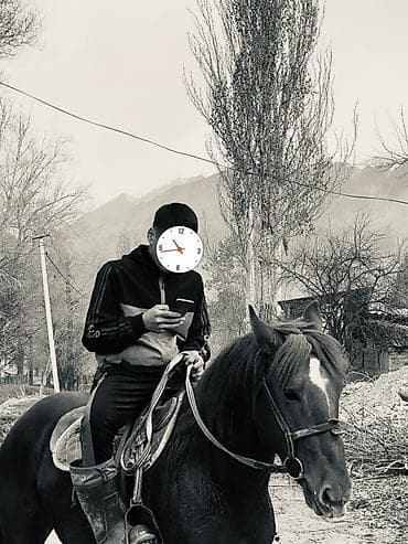 седла: Продаю | Конь (самец) | Рабочий | Мерин — 3