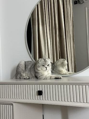 кошку: Вязка: Скотиш Фолд (Шотландская вислоухая), Мальчик, 2 года, С прививками, Серый — 1