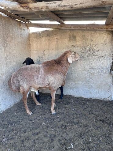 сетка шарнирные: Арашан кочкор линия Широкого 3жаш — 2