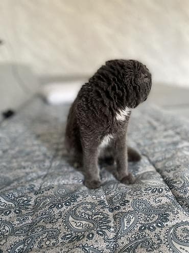 ош кошка: Скотиш Фолд (Шотландская вислоухая), 4 месяца, Девочка, Серый, Приучена к лотку — 1