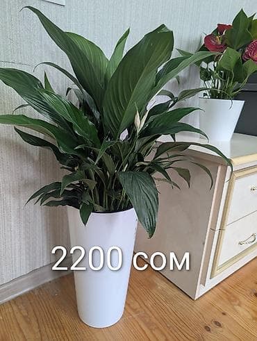 Комнатные розы: Комнатные растения в горшках - Антуриумы (красные и белые соцветия) — 2