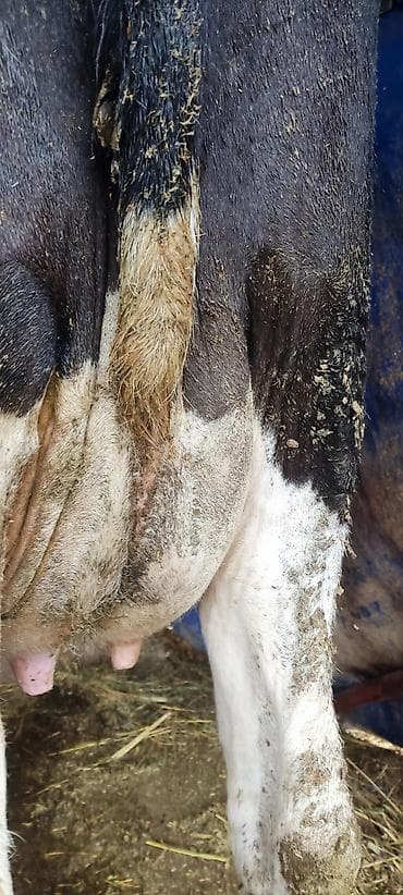 алабай щенка: Продаю | Корова (самка) | Для молока — 4