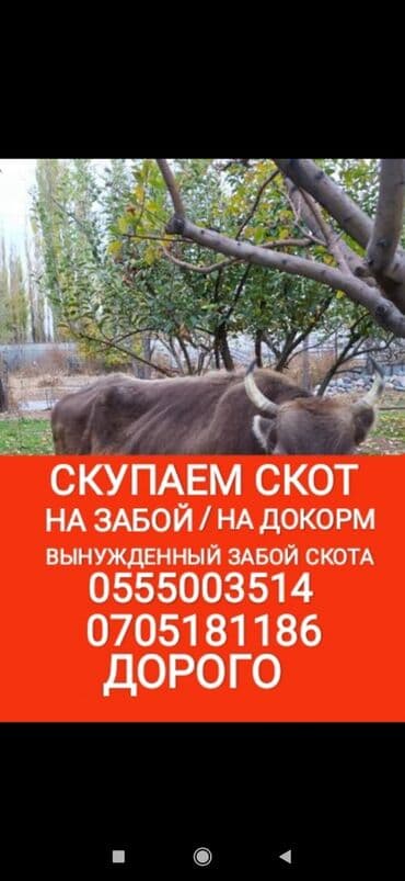 Куплю | Коровы, быки, Лошади, кони, Другие с/х животные | Круглосуточно, Любое состояние, Забитый at lalafo.kg Куплю | Коровы, быки, Лошади, кони, Другие с/х животные | Круглосуточно, Любое состояние, Забитый