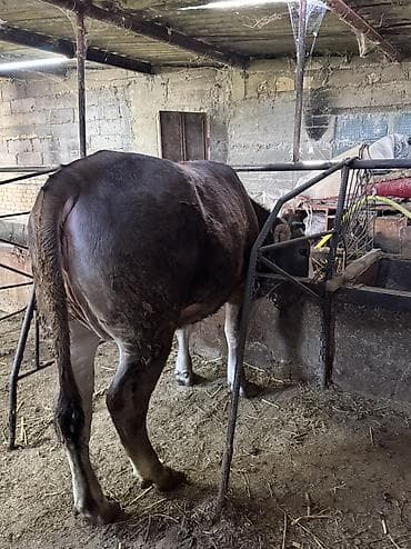 дакан короз шамо: Продаю | Тёлка | Симментальская | Племенные — 7