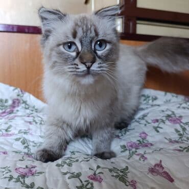 сиамский котенок: Породистый котёнок синамон-пойнт (окрас поинтовый, с дымчатым — 2