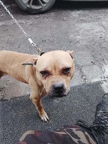 Услуги ветеринара: Питомец: собака на поводке Описание: - Порода/тип: собака среднего — 1