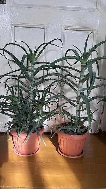 Кактустар: Продаются алоэ возраст 3-5-7 лет. Полезные, экологически чистые — 1